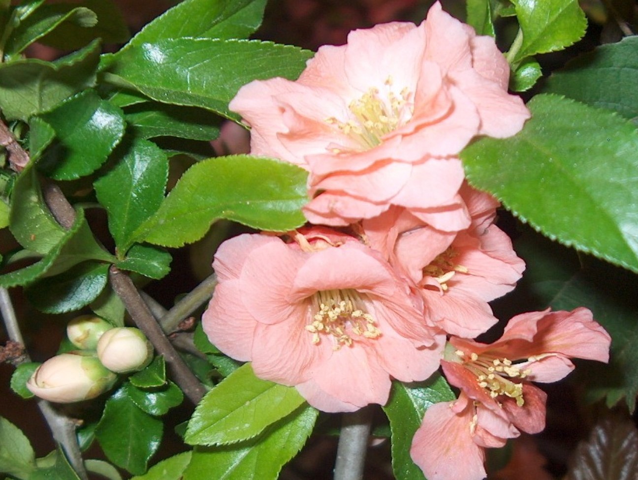 Online Plant Guide Chaenomeles x superba 'Cameo' / Cameo Japanese Flowering Quince